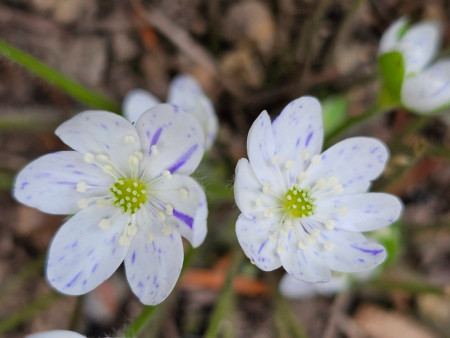 Hepatica nobilis ´FRECLES´